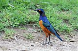 Hildebrandt's Starling